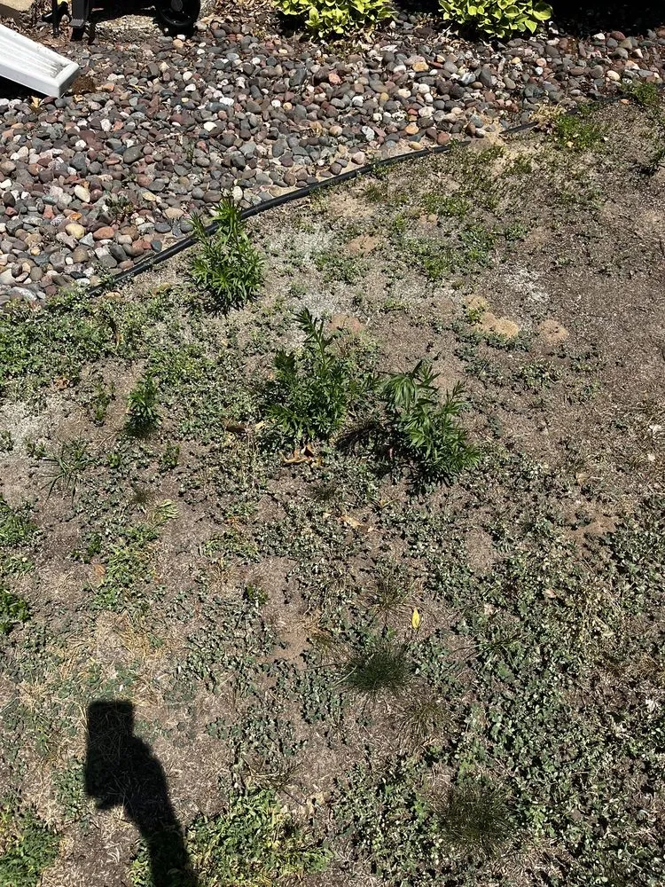 Local garden landscaping in Wyoming, MN by SpringGreen