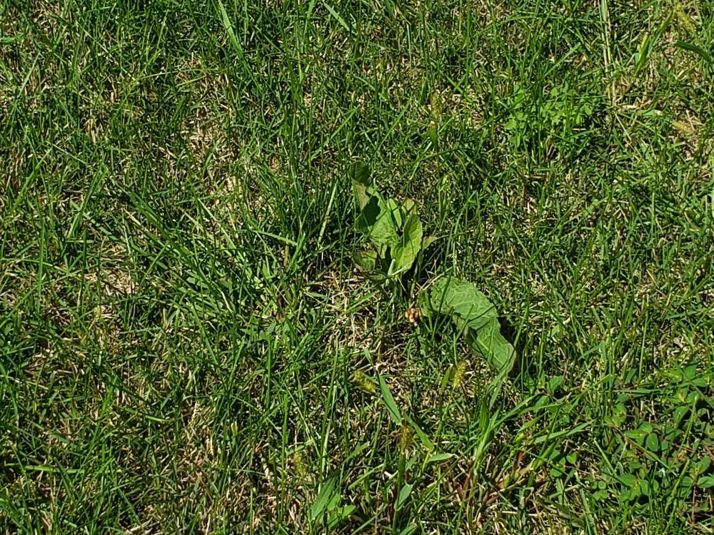 Expert landscaping services in Yorkville, IL by SpringGreen