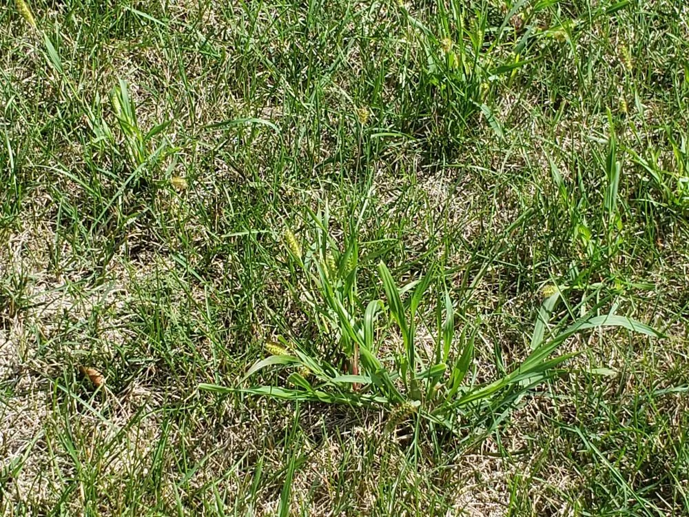 Top-rated lawn care service in Yorkville, IL by SpringGreen