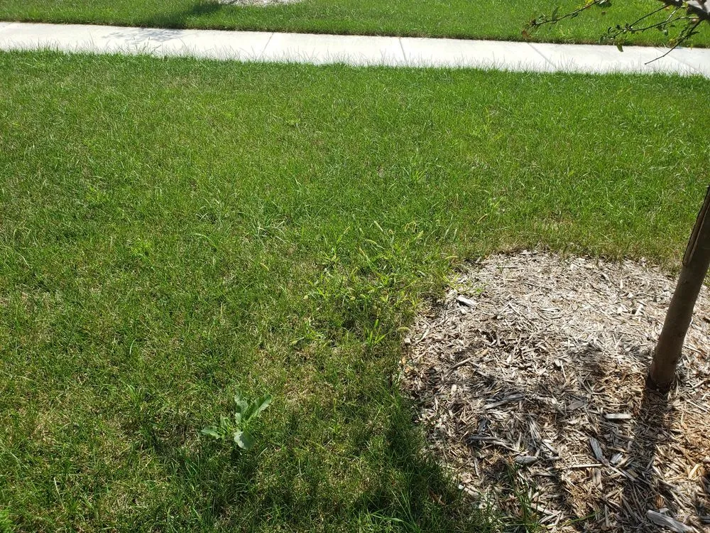 Expert yard maintenance for homes in Yorkville, IL by SpringGreen