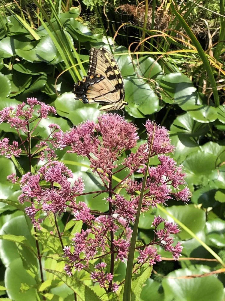 Professional landscape installation near you in Nicholasville, KY by Springhouse Gardens