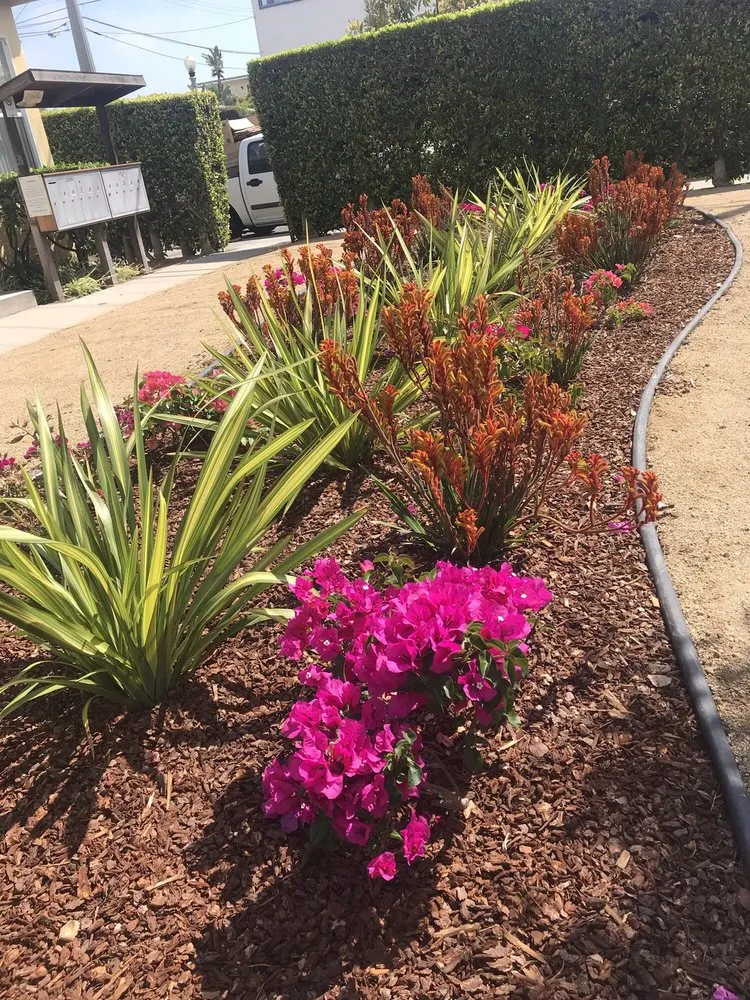 Top-rated lawn mowing service in Los Angeles, CA by Springland Landscapes