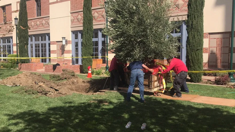 Custom outdoor landscaping in Los Angeles, CA - Springland Landscapes