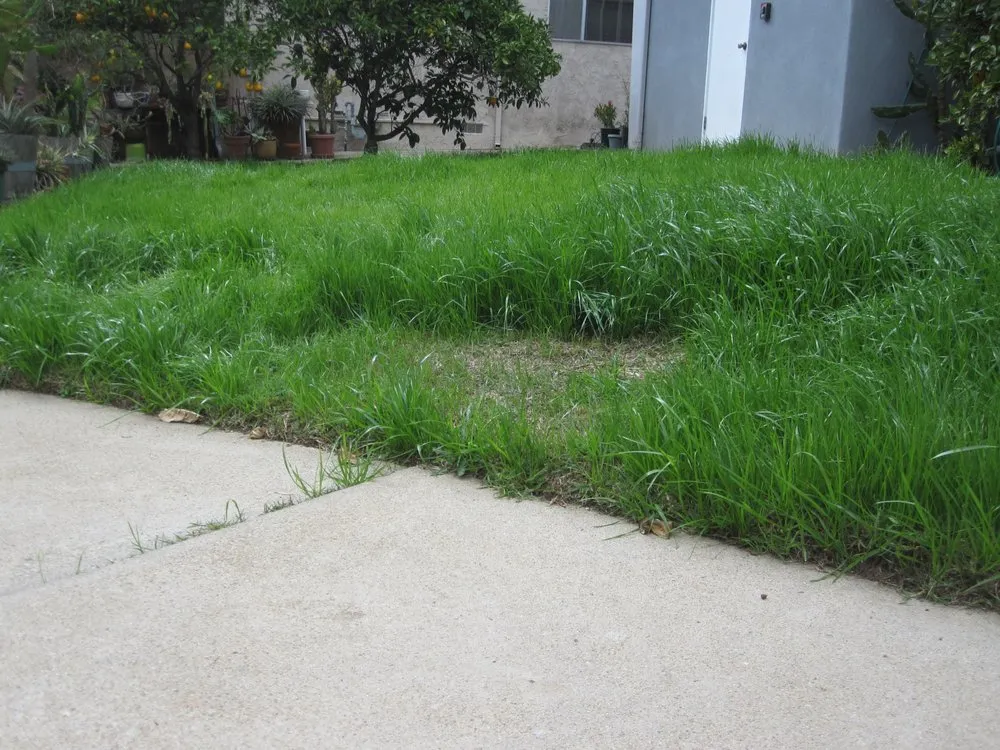 Local landscape design in Los Angeles, CA - Springland Landscapes