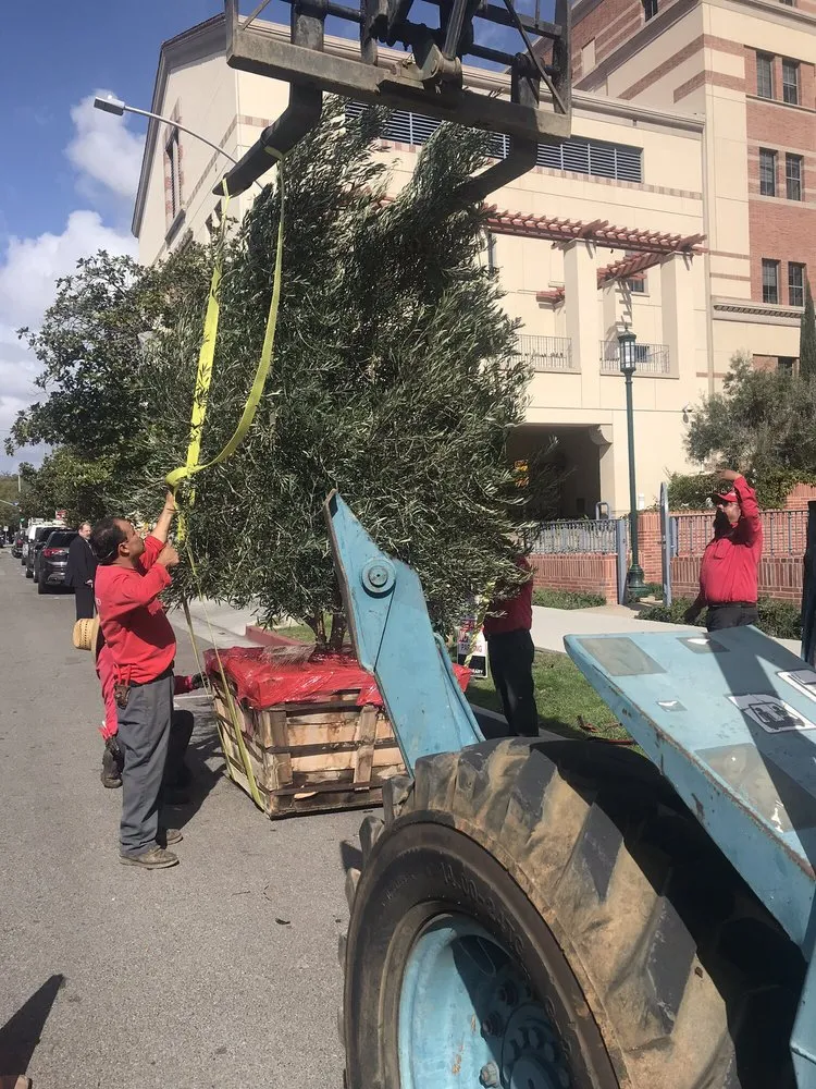 Reliable yard cleanup service experts serving Los Angeles, CA - Springland Landscapes