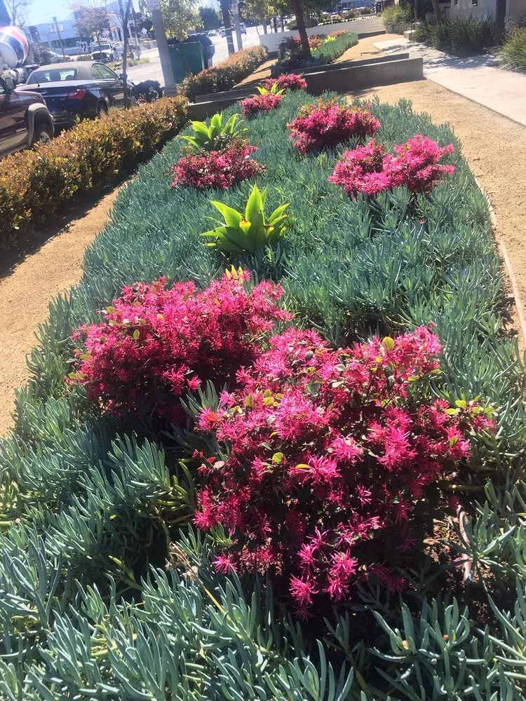 Custom landscape design in Los Angeles, CA by Springland Landscapes