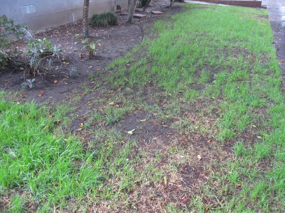 Expert landscape design in Los Angeles, CA - Springland Landscapes