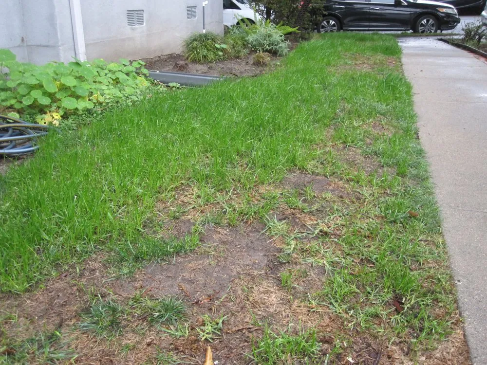 Local landscaping services in Los Angeles, CA by Springland Landscapes