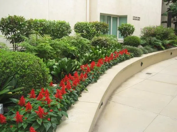 Expert landscaping services experts serving Los Angeles, CA - Springland Landscapes