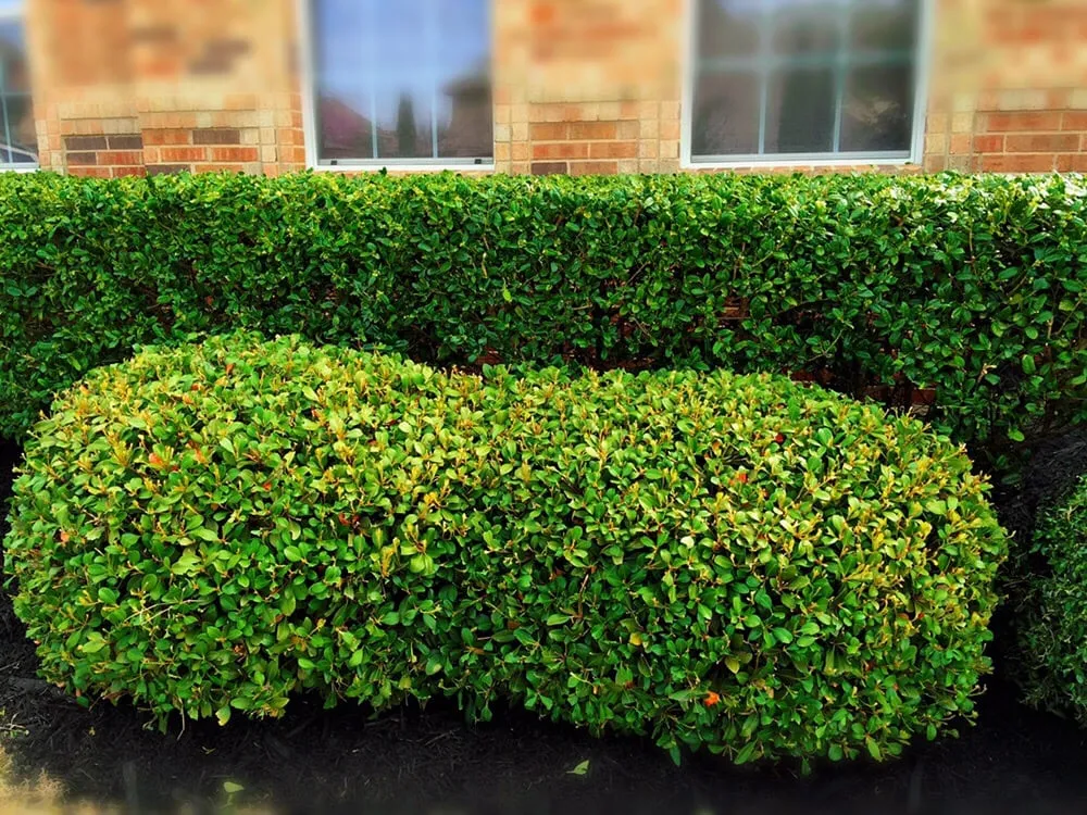 Professional residential landscaping in Lake Dallas, TX by SpringLeaf Lawn & Landscape