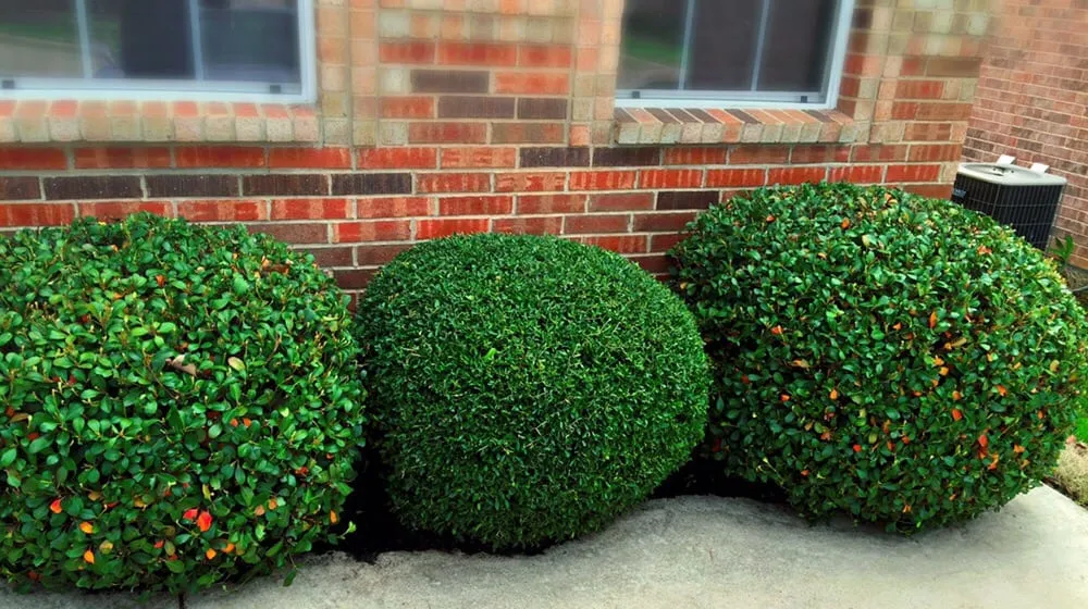 Affordable landscape design for residential properties in Lake Dallas, TX by SpringLeaf Lawn & Landscape