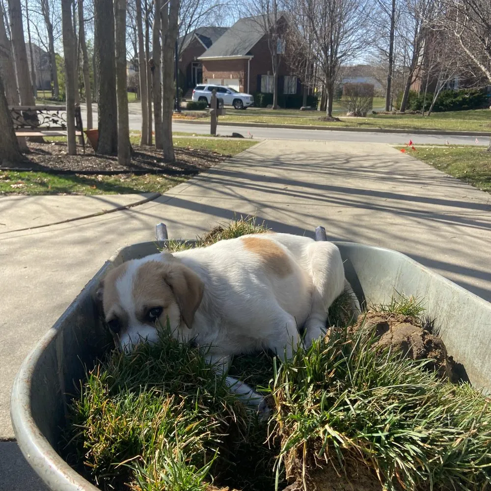 Local lawn care service with custom design across Westfield, IN - Springmill Landscaping