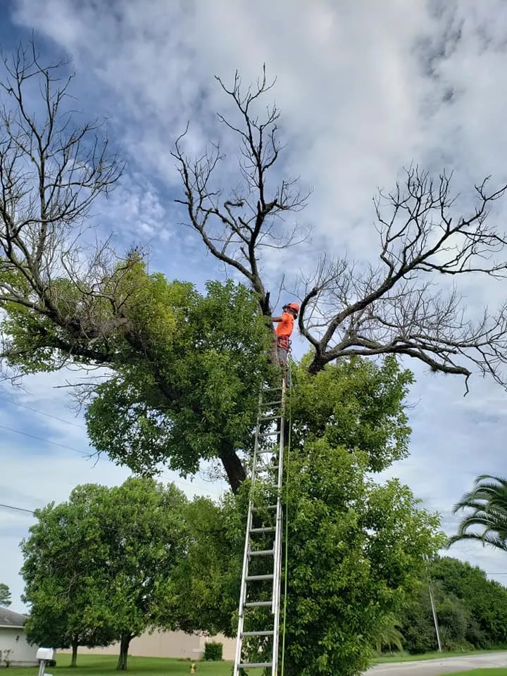 Affordable yard maintenance with custom design in Brooksville, FL by Springscape