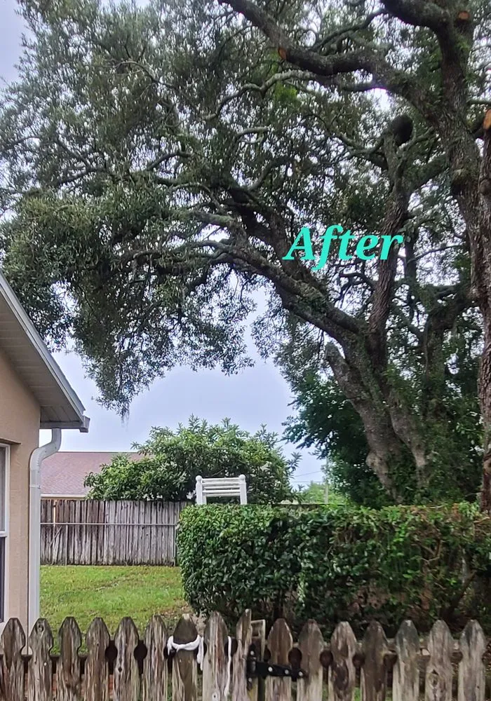 Expert yard cleanup service for outdoor upgrades in Brooksville, FL by Springscape