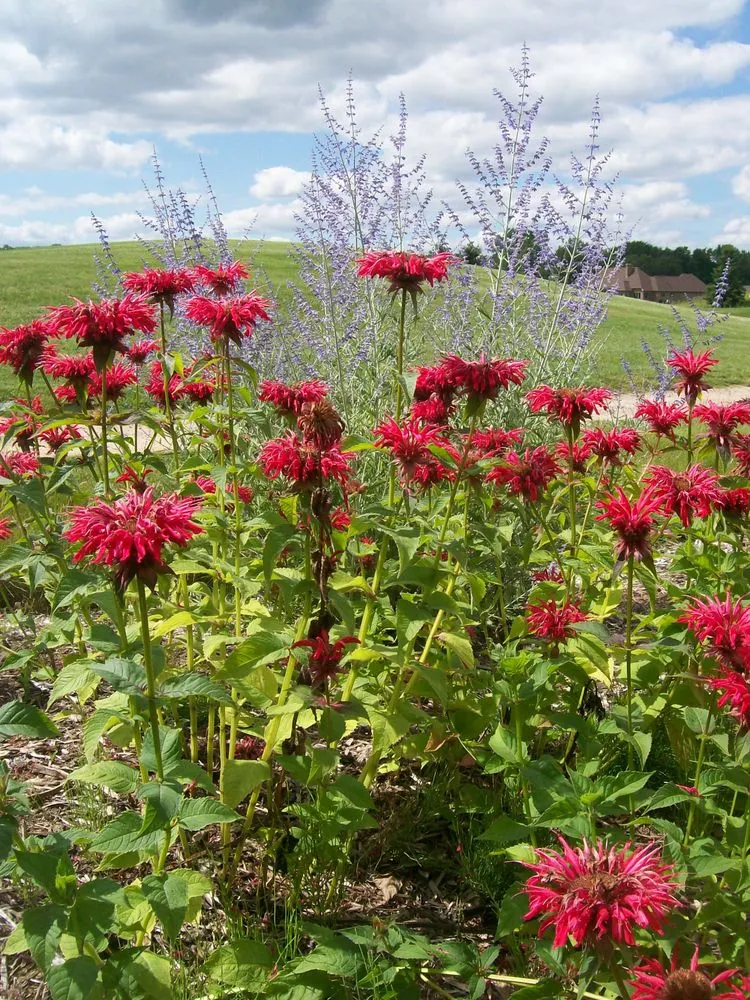 Affordable landscaping services experts serving Green Bay, WI - Springview Landscape Service