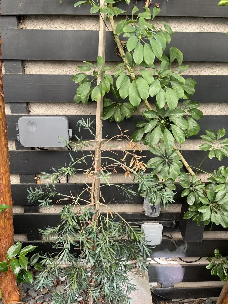 Expert outdoor landscaping in Los Angeles, CA - Sprinkler Fix Landscaping & Irrigation