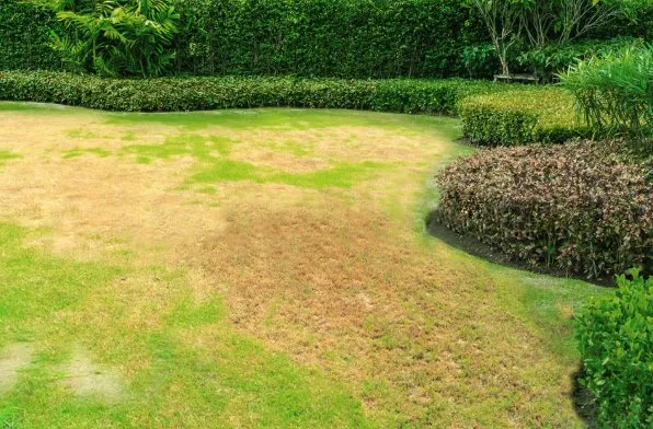 Top-rated yard cleanup service in Los Angeles, CA - Sprinkler Fix Landscaping & Irrigation