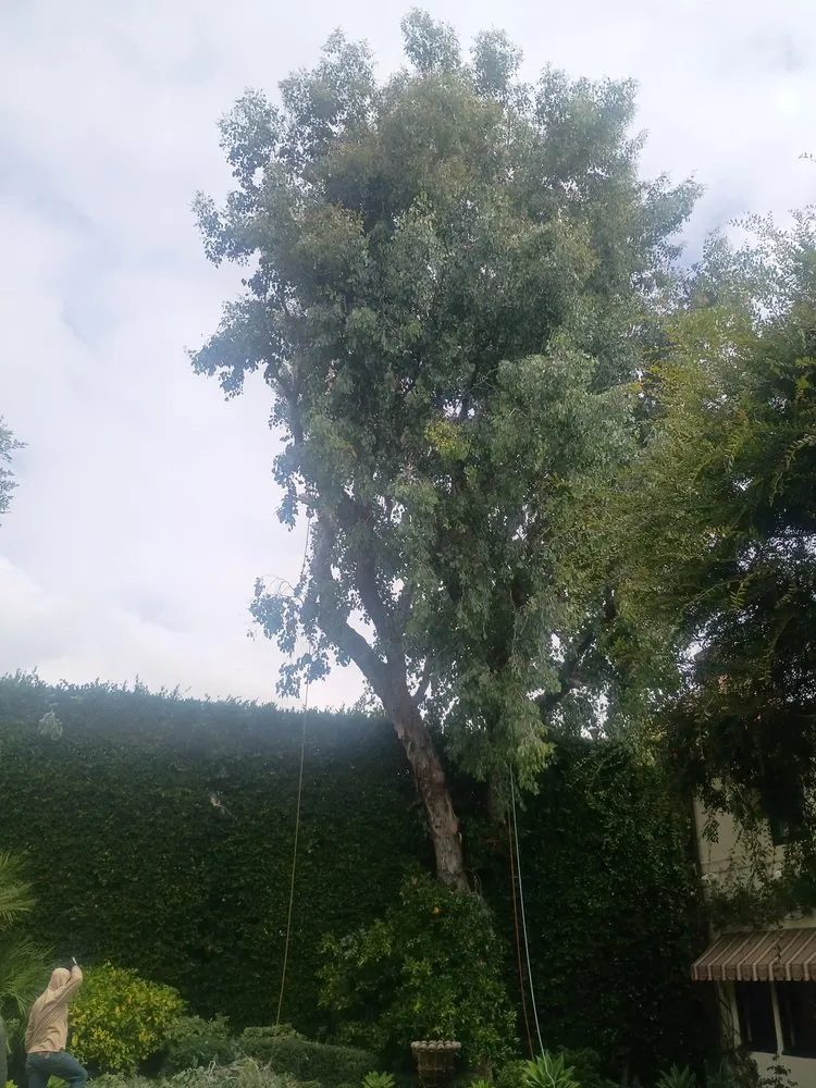 Top-rated yard maintenance for beautiful yards across Los Angeles, CA - Sprinkler Guys