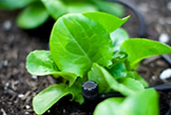 Affordable lawn mowing service for homes in Morgan Hill, CA by Sprinkler Repair Guy