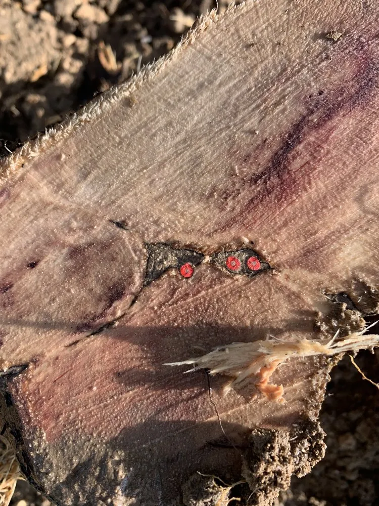 Expert yard maintenance for beautiful yards in McAllen, TX by Sprinkler Systems