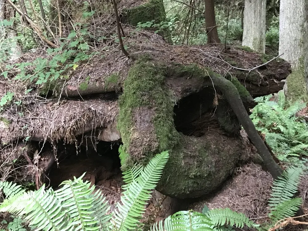 Expert lawn mowing service near you in Snohomish, WA by Sprinklers And Backflows