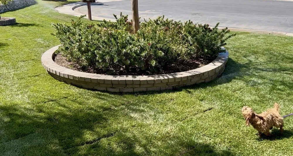 Reliable lawn mowing service in Fullerton, CA by Sprinklers and Turf