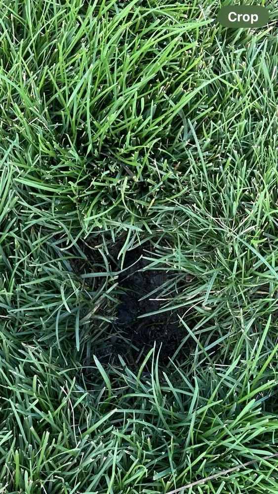 Local yard maintenance near you in Hayden, ID by Sprinklers Northwest