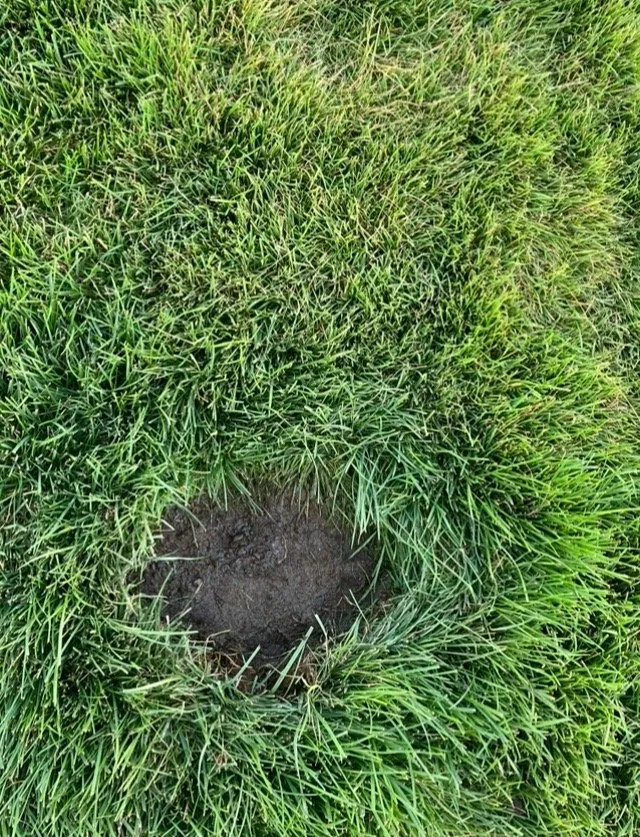 Local lawn mowing service experts serving Hayden, ID - Sprinklers Northwest