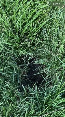 Sprinklers Northwest