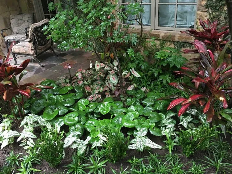 Custom yard cleanup service in Cedar Park, TX by Sprinkles Pest and Lawn