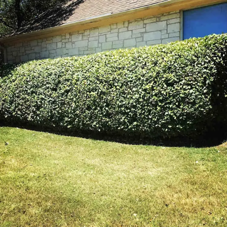 Professional outdoor landscaping in Cedar Park, TX - Sprinkles Pest and Lawn