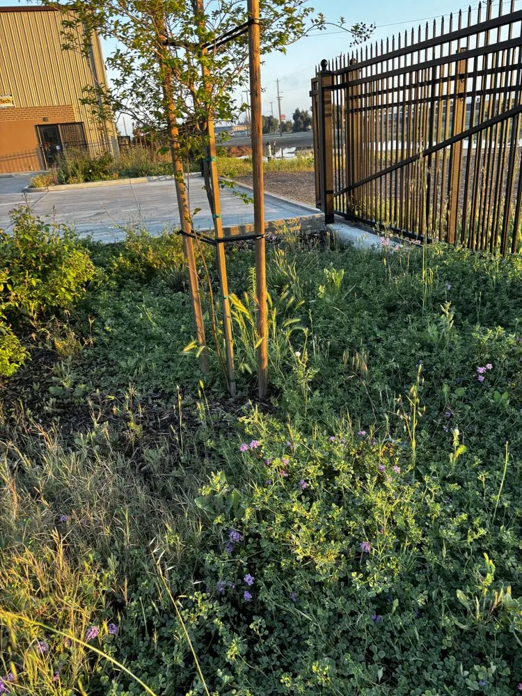 Expert lawn mowing service experts serving Madera, CA - Spritz N Blitz