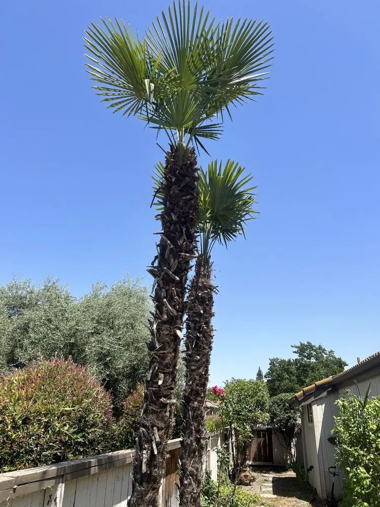 Affordable lawn mowing service for outdoor upgrades across Madera, CA - Spritz N Blitz