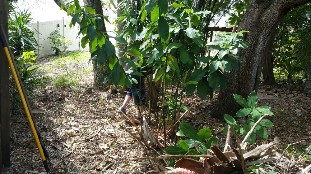 Trusted residential landscaping for residential properties across Melbourne, FL - Sprouse Services