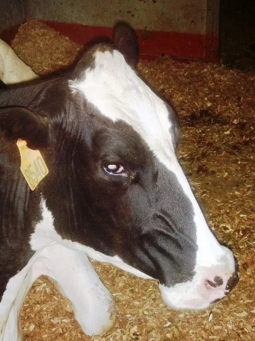 Professional garden landscaping in Melbourne, FL by Sprouse Services