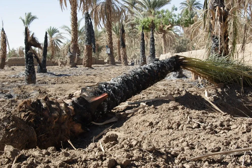 Professional lawn mowing service in Myrtle Beach, SC - Sprouse's Landscaping