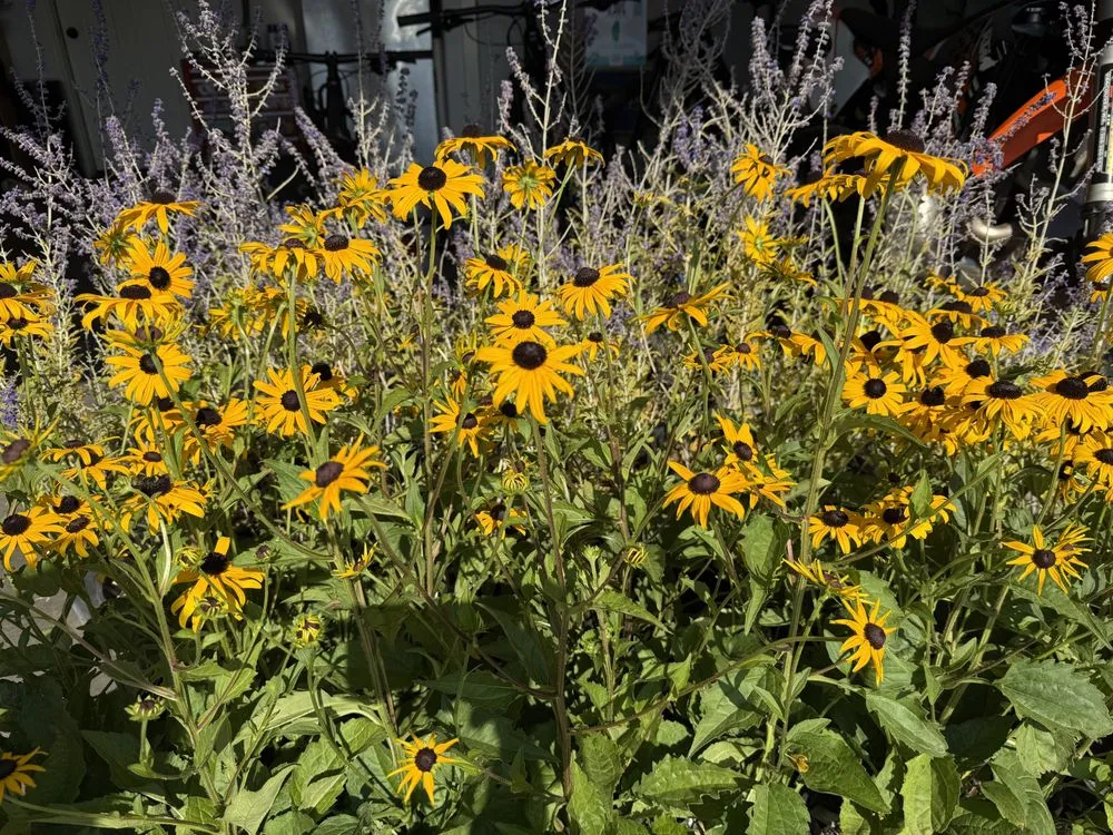 Affordable yard cleanup service for homes across Oceanside, CA - Sprouts Lawn Care