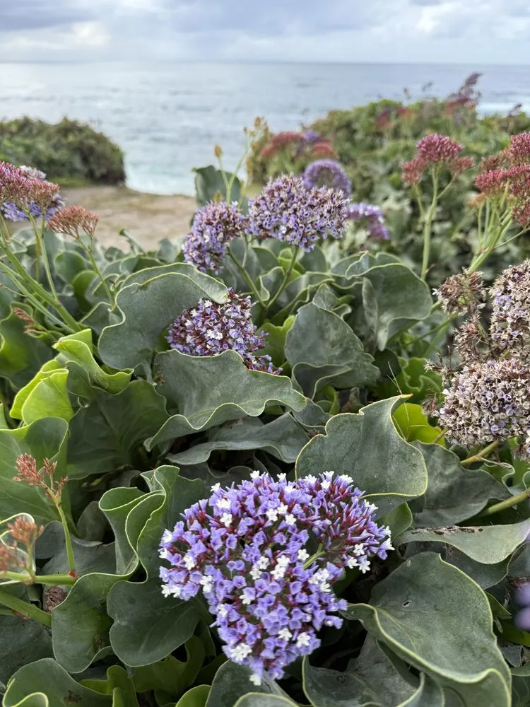 Reliable yard maintenance in Oceanside, CA - Sprouts Lawn Care