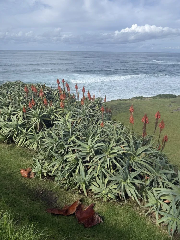 Reliable yard maintenance in Oceanside, CA - Sprouts Lawn Care