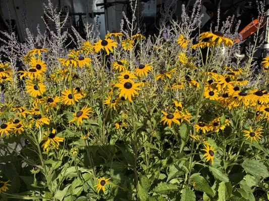 Sprouts Lawn Care Logo