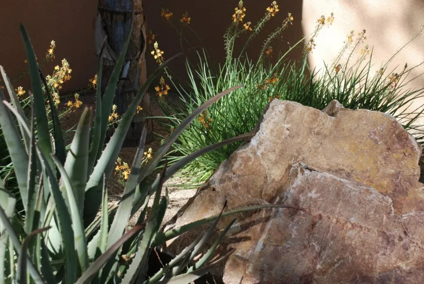 Top-rated residential landscaping for outdoor upgrades in Tucson, AZ by Sprouty Irrigation