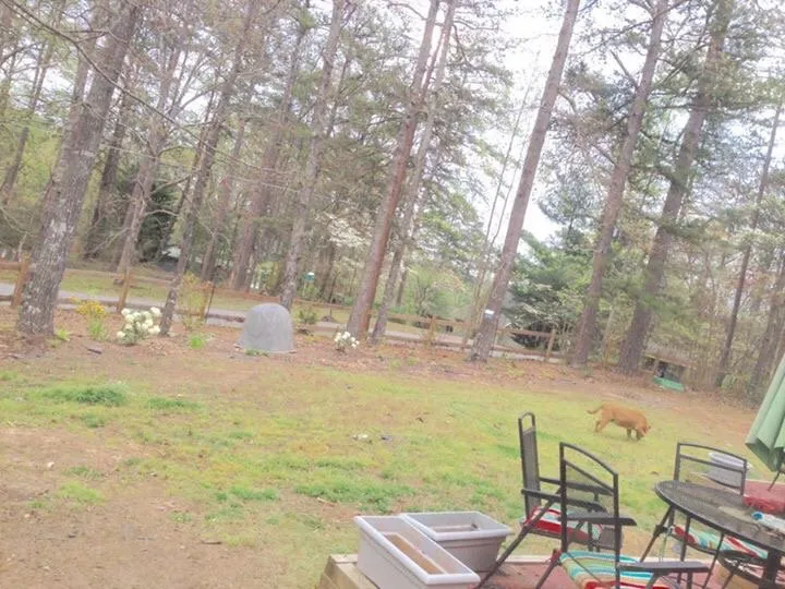 Custom landscaping services in Dawsonville, GA - Spruce Goose Services