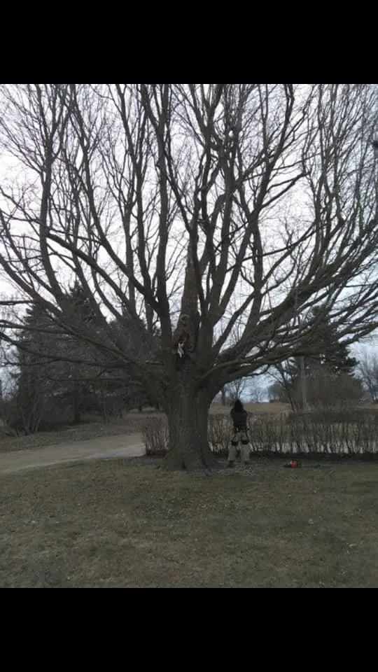 Top-rated landscaping services for beautiful yards in Alma, MI by Spruce Lee Trees & All Your Outdoor Needs