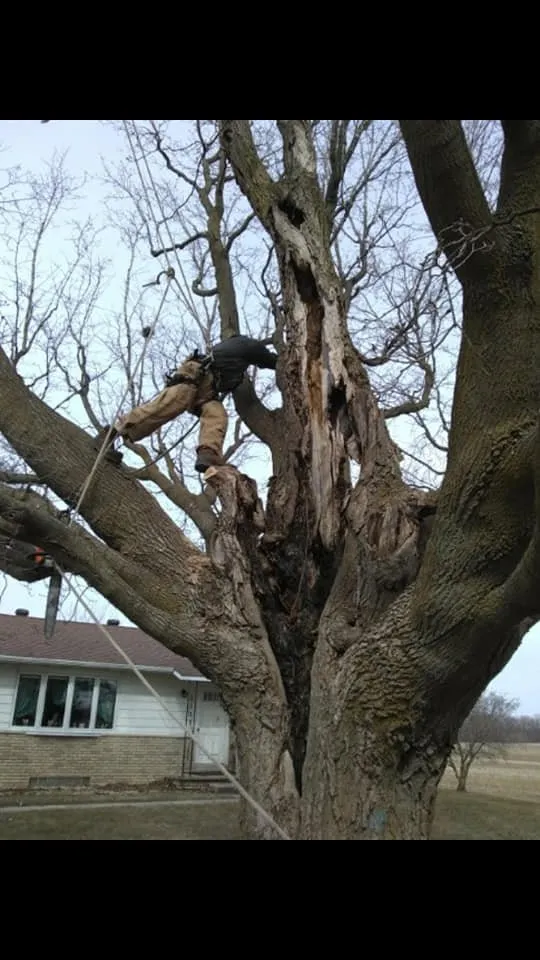 Professional outdoor landscaping for beautiful yards in Alma, MI by Spruce Lee Trees & All Your Outdoor Needs