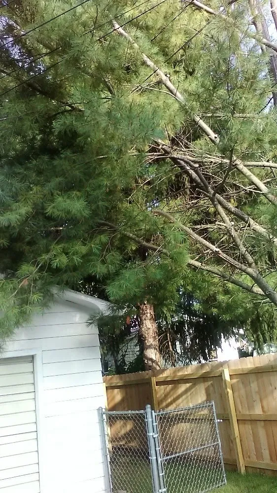 Professional yard maintenance in Alma, MI by Spruce Lee Trees & All Your Outdoor Needs