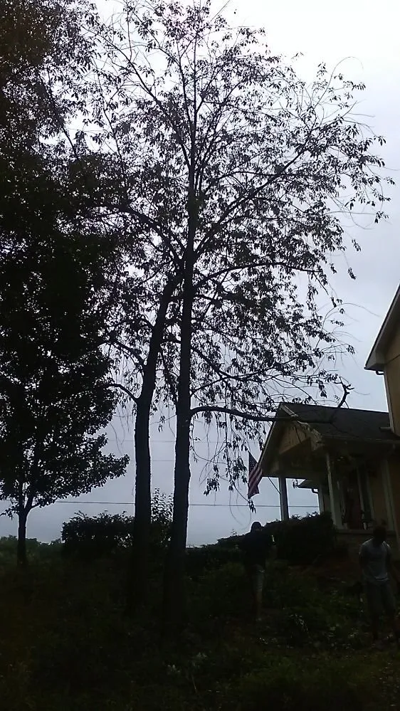 Local landscaping services for beautiful yards across Alma, MI - Spruce Lee Trees & All Your Outdoor Needs