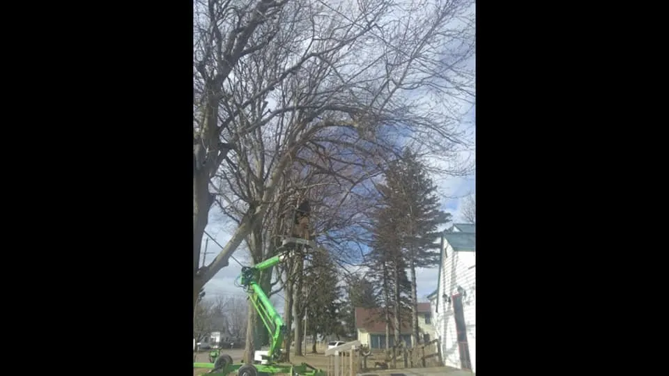 Affordable yard cleanup service for beautiful yards across Alma, MI - Spruce Lee Trees & All Your Outdoor Needs