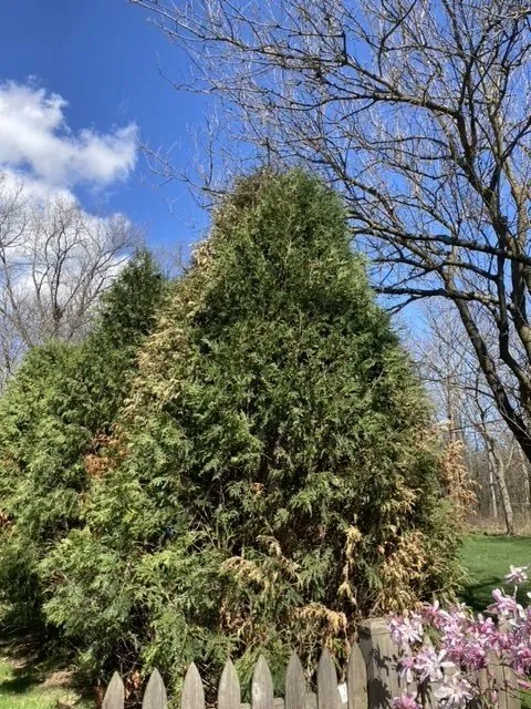 Affordable lawn care service in Byron Center, MI by Spruce Trees Direct