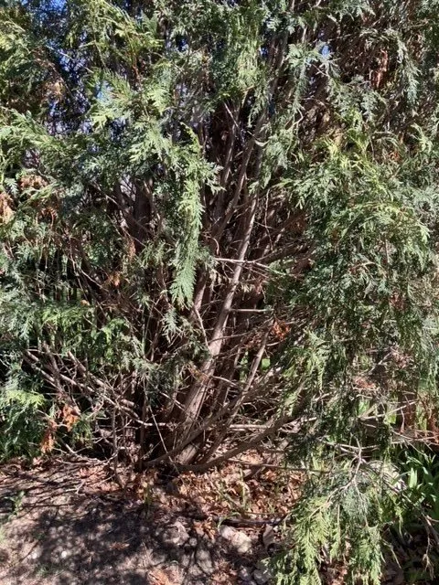 Custom landscape design in Byron Center, MI by Spruce Trees Direct