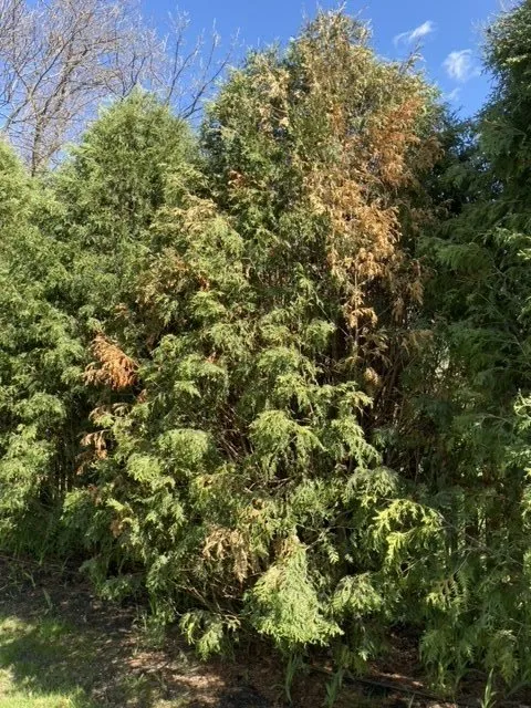 Top-rated yard cleanup service in Byron Center, MI - Spruce Trees Direct